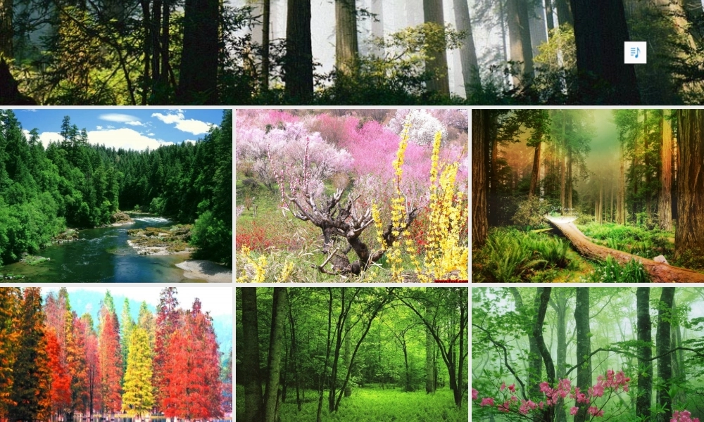 《小熊住山洞》