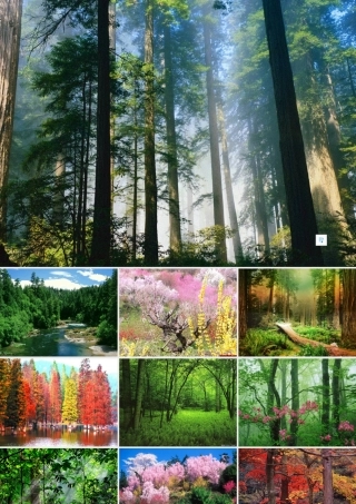 《小熊住山洞》