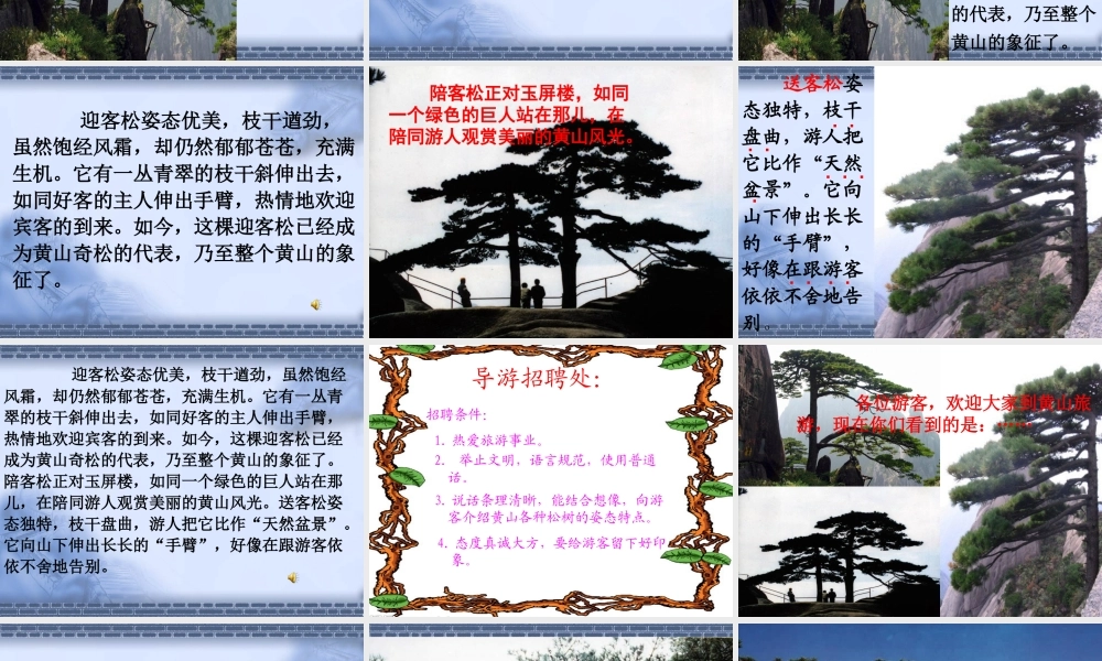 黄山奇松-(2)
