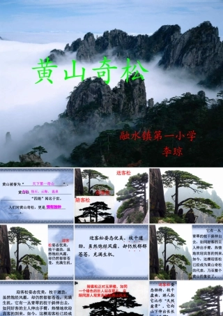 黄山奇松-(2)