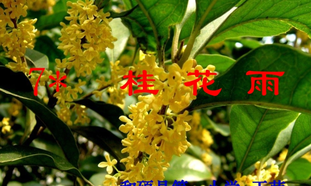 《桂花雨》课件