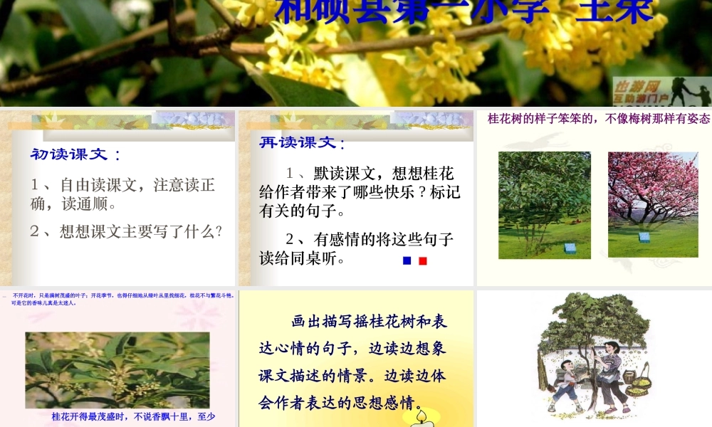 《桂花雨》课件