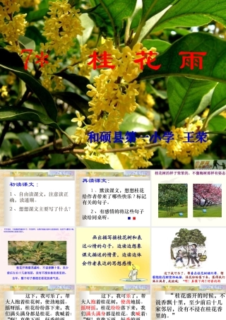 《桂花雨》课件