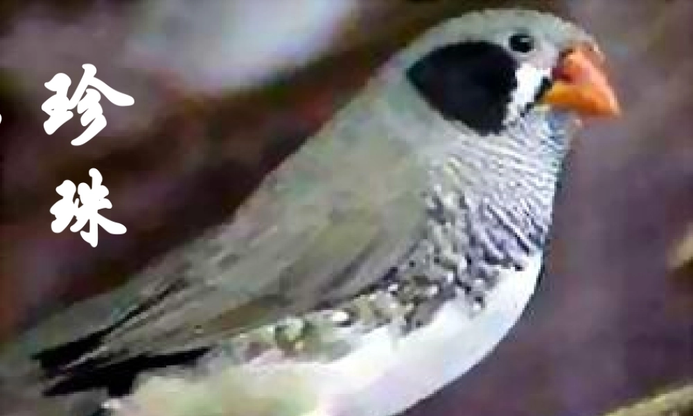 《珍珠鸟》课件1