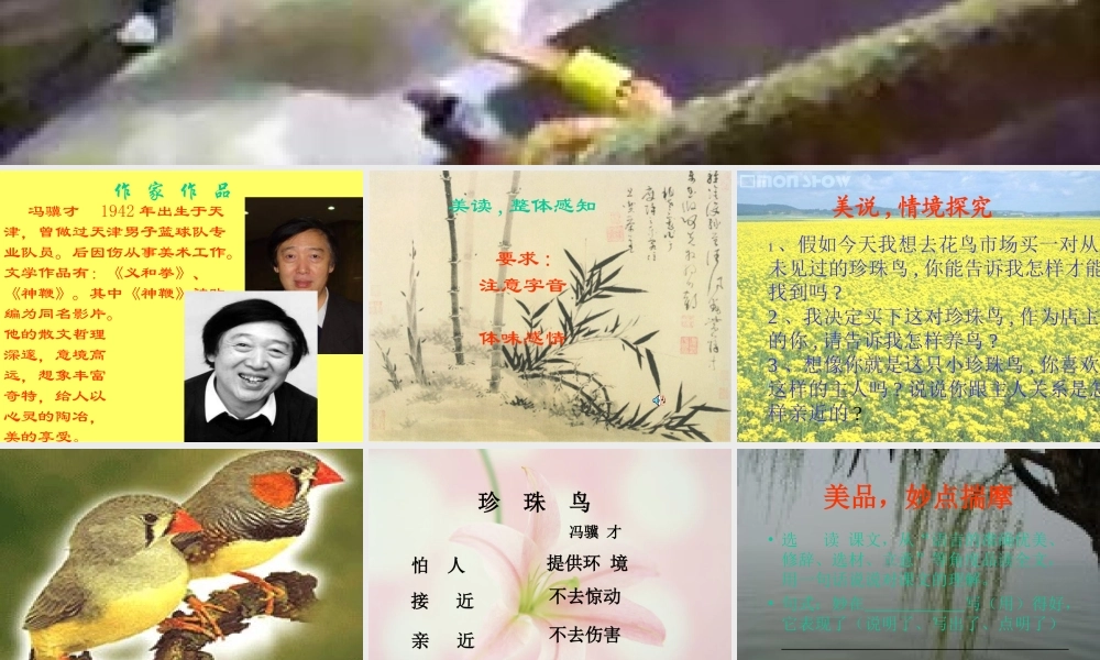 《珍珠鸟》课件1