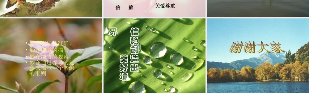 《珍珠鸟》课件1