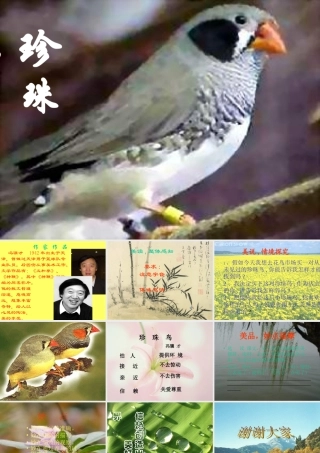 《珍珠鸟》课件1
