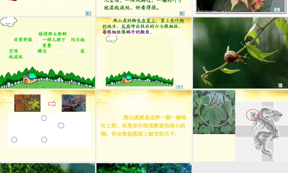 四年级语文上册-爬山虎的脚1课件-人教新课标版