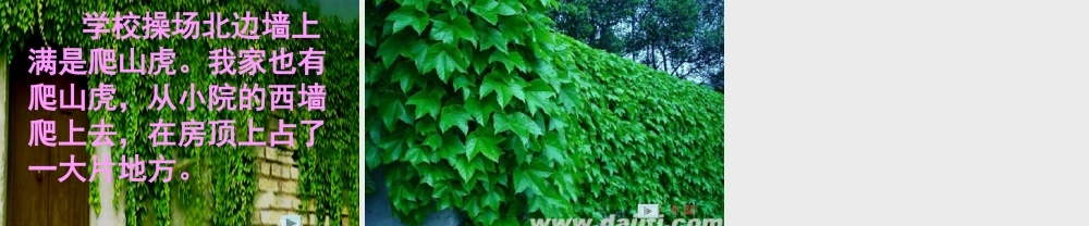 四年级语文上册-爬山虎的脚1课件-人教新课标版