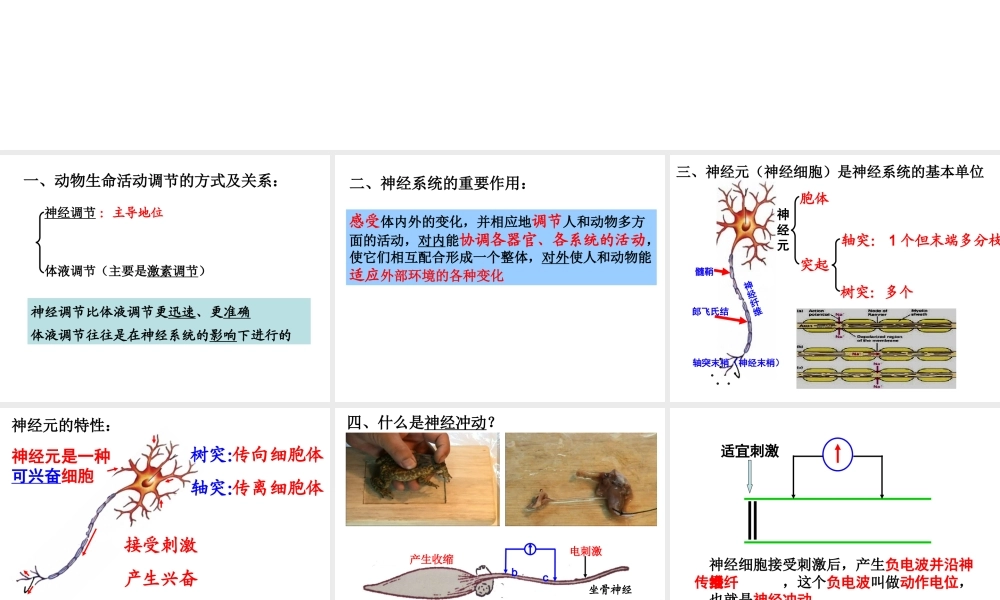 神经系统的结构和功能