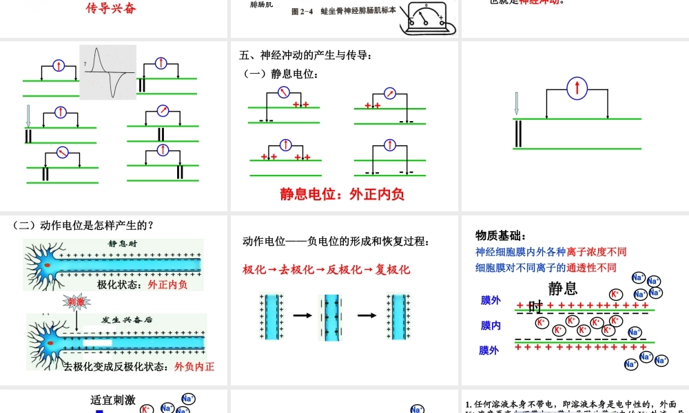 神经系统的结构和功能