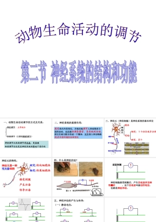 神经系统的结构和功能