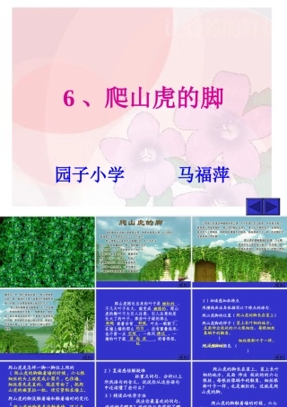 四年级上册爬山虎的脚