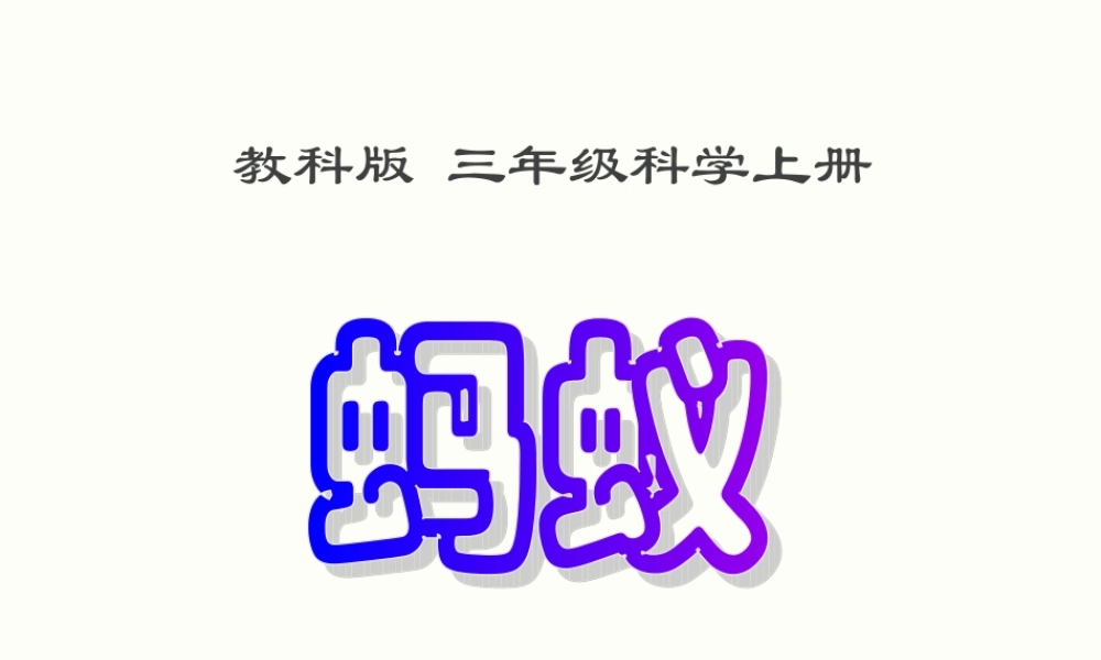 教科版三年级科学上册《蚂蚁》课件