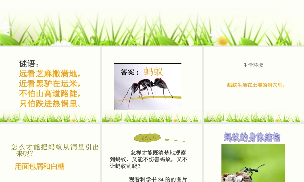教科版三年级科学上册《蚂蚁》课件