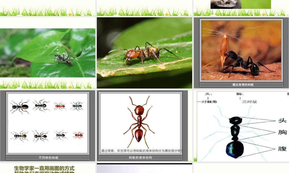 教科版三年级科学上册《蚂蚁》课件