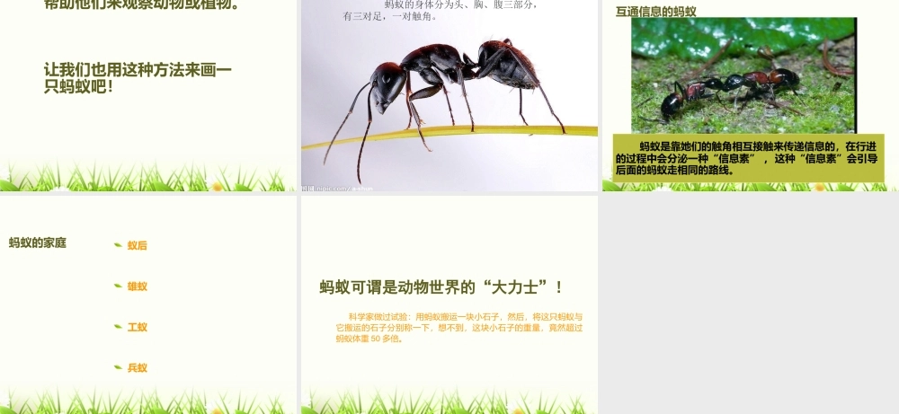 教科版三年级科学上册《蚂蚁》课件