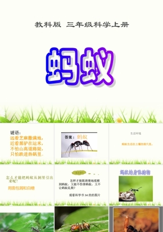 教科版三年级科学上册《蚂蚁》课件