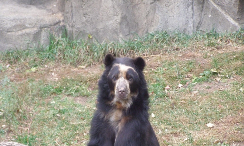 《熊说什么了》课件2