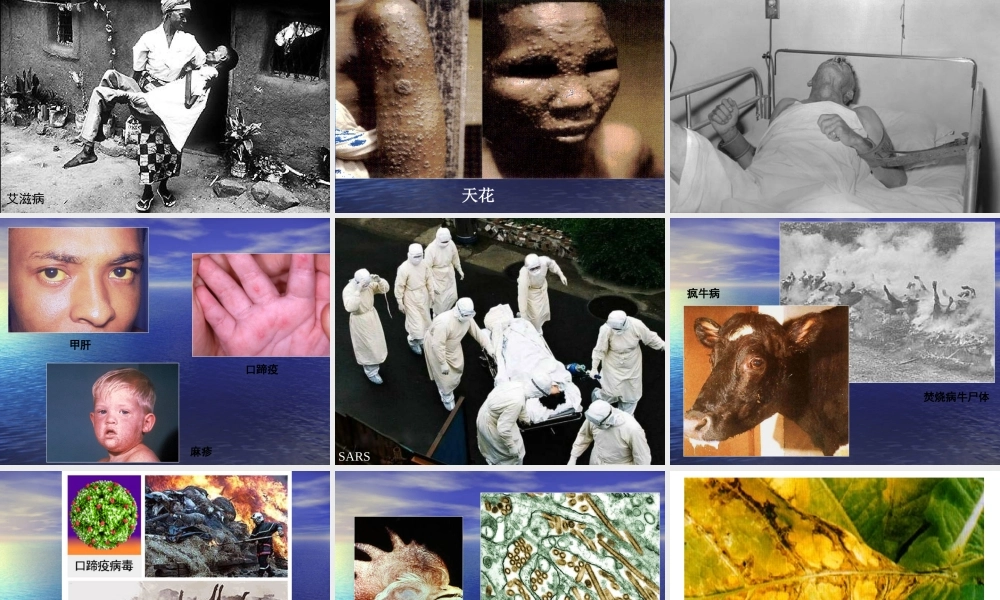 科学·技术·社会-朊病毒、疯牛病、克雅氏病