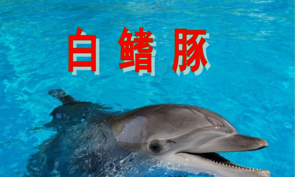 《白鳍豚》课件
