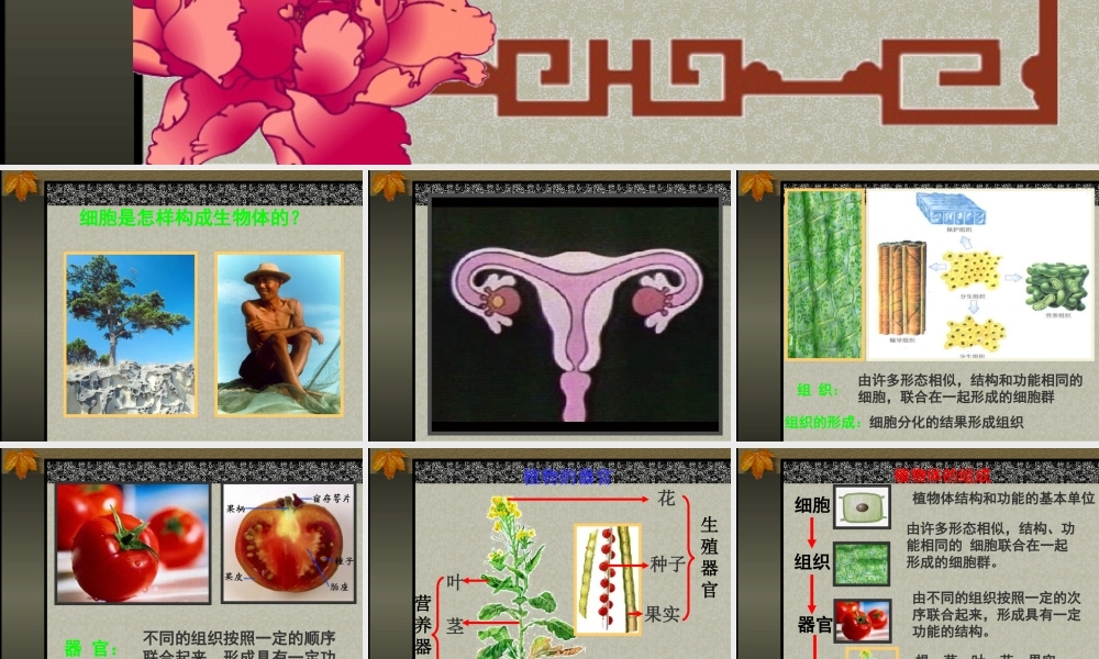 生物的结构层次.PPT