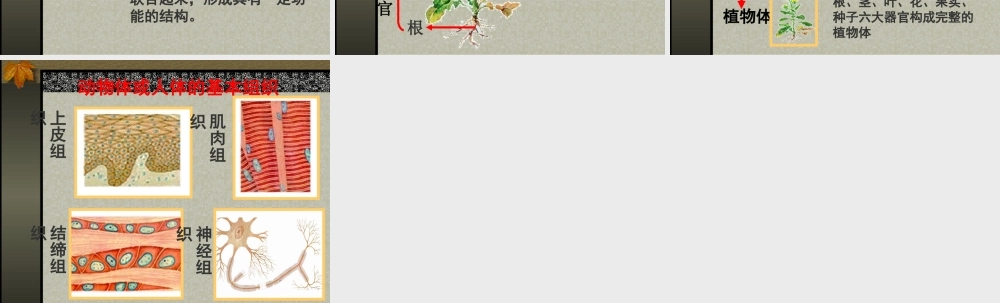 生物的结构层次.PPT