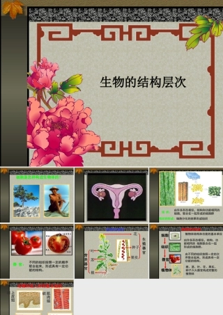 生物的结构层次.PPT