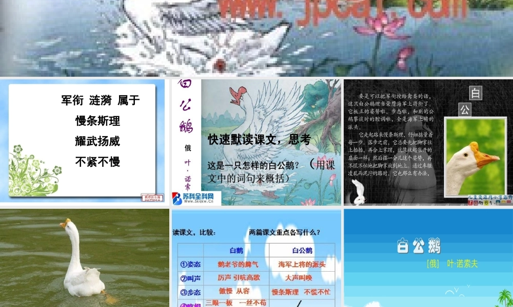 《白公鹅》课件