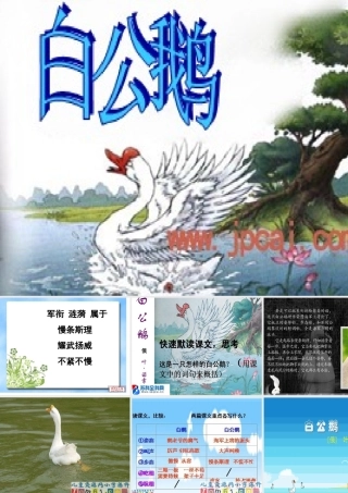 《白公鹅》课件