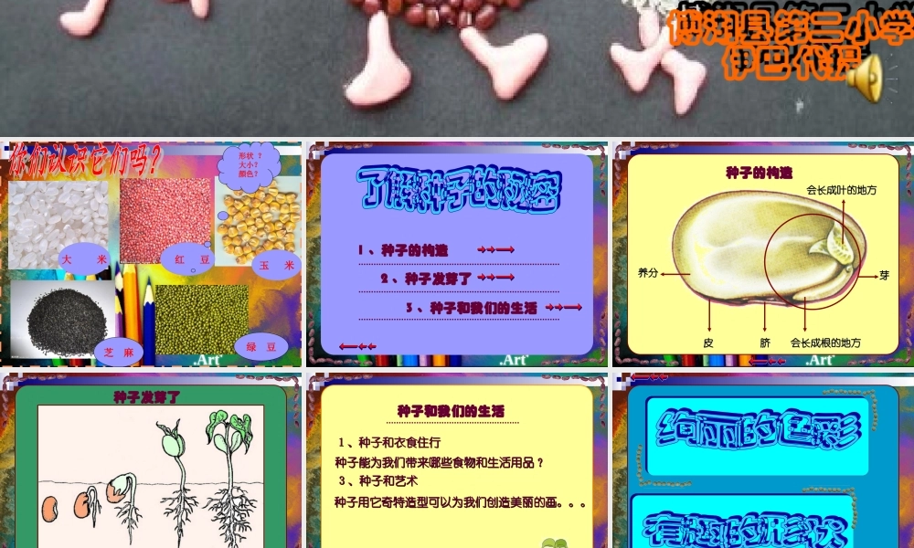 《植物籽粒拼图》