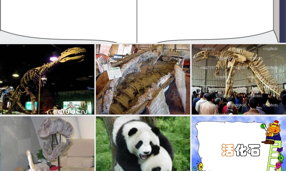 33《活化石》ppt课件8