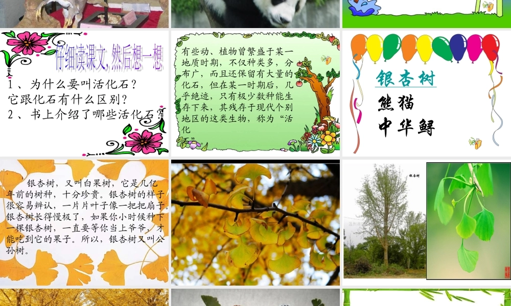 33《活化石》ppt课件8