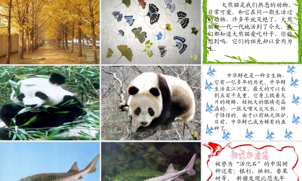 33《活化石》ppt课件8