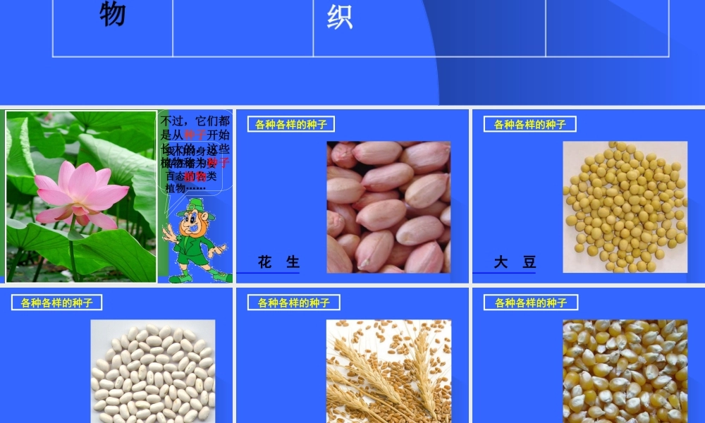 初一生物《种子植物》课件[1]