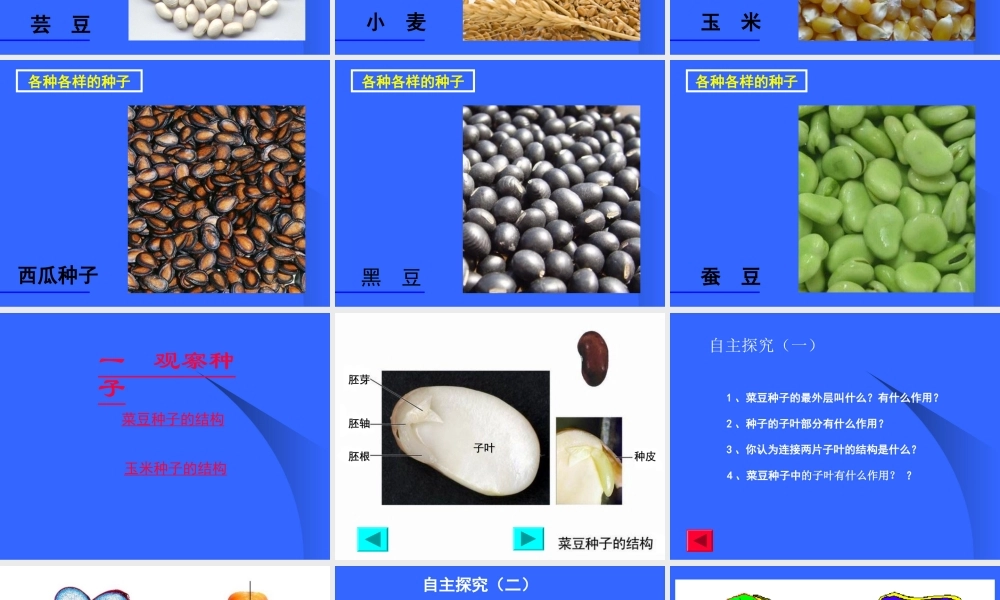 初一生物《种子植物》课件[1]