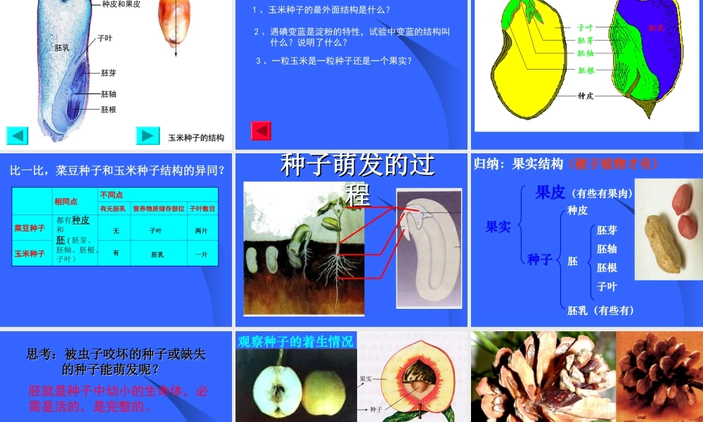 初一生物《种子植物》课件[1]