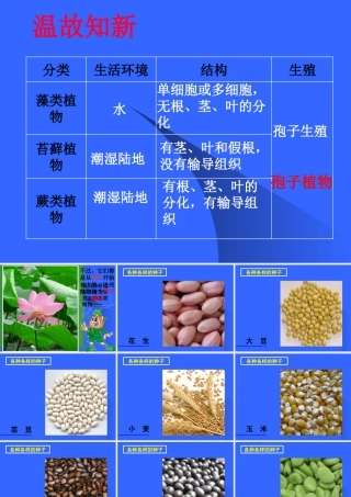 初一生物《种子植物》课件[1]