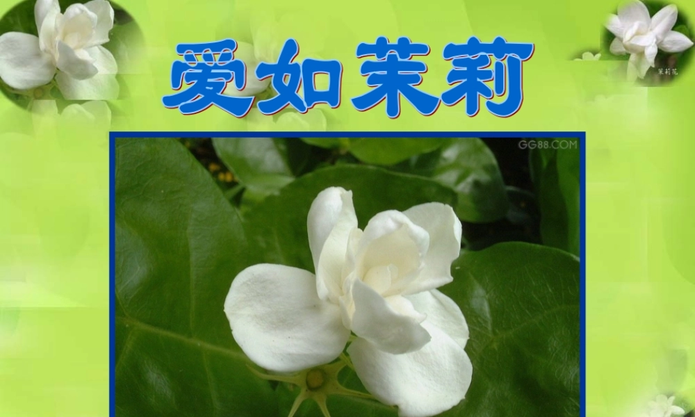《爱如茉莉》