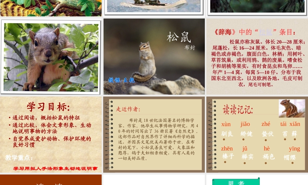 松鼠课件PPT