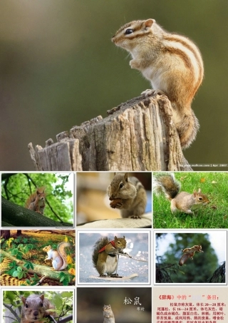 松鼠课件PPT