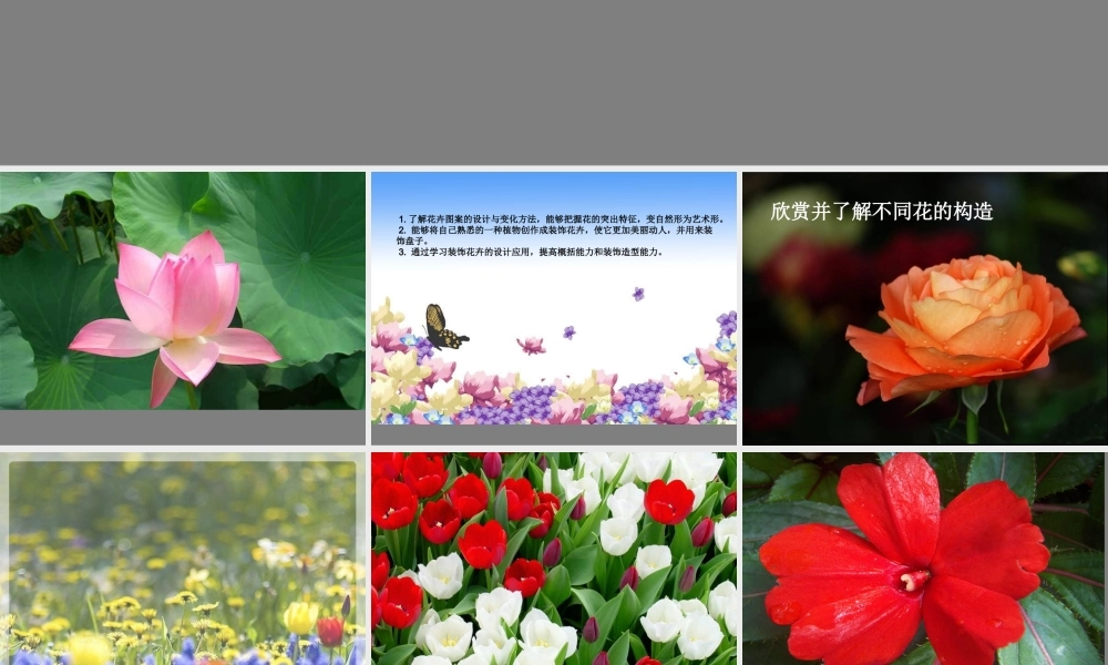 《美丽的花》课件2