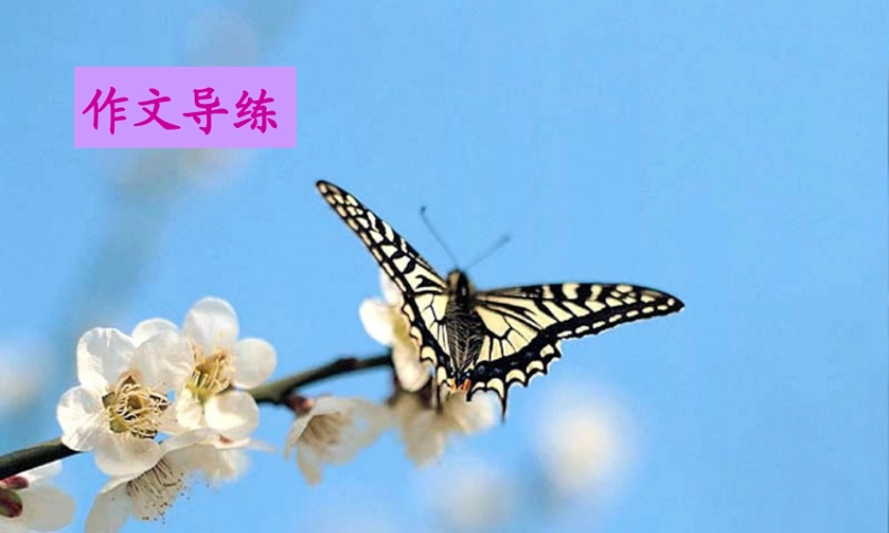 作文指导：让你的作文文采飞扬