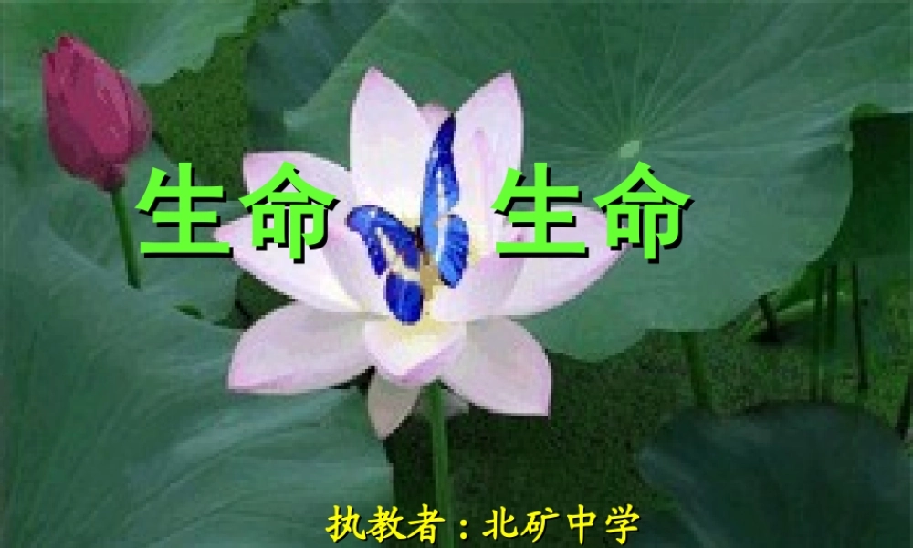 《生命生命》课件
