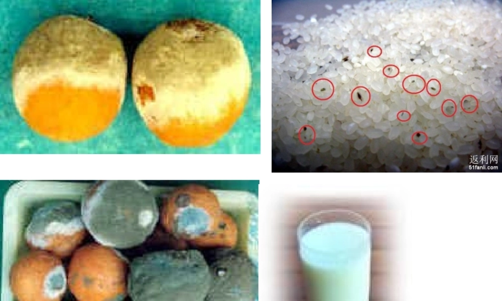 第一节-细菌和真菌的分布