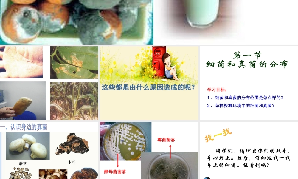 第一节-细菌和真菌的分布