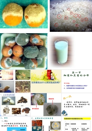 第一节-细菌和真菌的分布