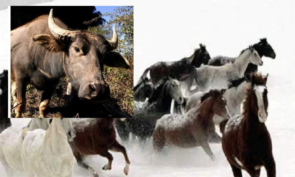 《耕牛·战马》海门实验初中集团(乡镇组)