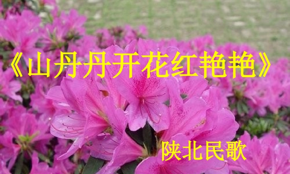 《山丹丹开花红艳艳》课件