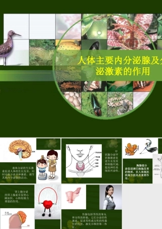 人体主要内分泌腺及分泌的激素的作用-(4)